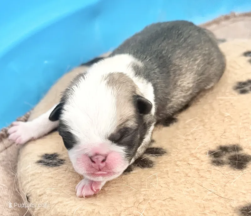Fawn/white panda boy – Pug puppy for sale in Sacramento, CA