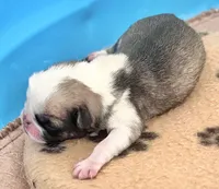 Fawn/white panda boy, a male Pug for sale in Sacramento, CA – 2 of 2