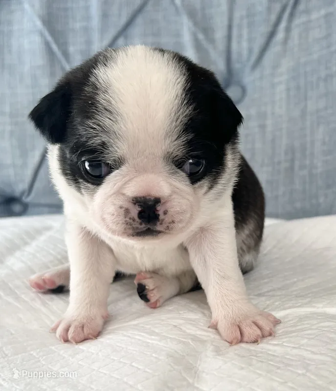 Black and white panda girl – Pug puppy for sale in Sacramento, CA