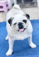 Odd eyed Panda fawn/white male , a male Pug for sale in Sacramento, CA – 6 of 7