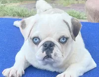 Koi panda girl blue eyes, a female Pug for sale in Sacramento, CA – 7 of 7