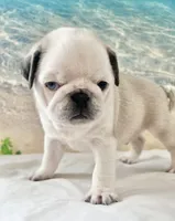 Panda boy odd eyed, a male Pug for sale in Sacramento, CA – Photo 6 of 10