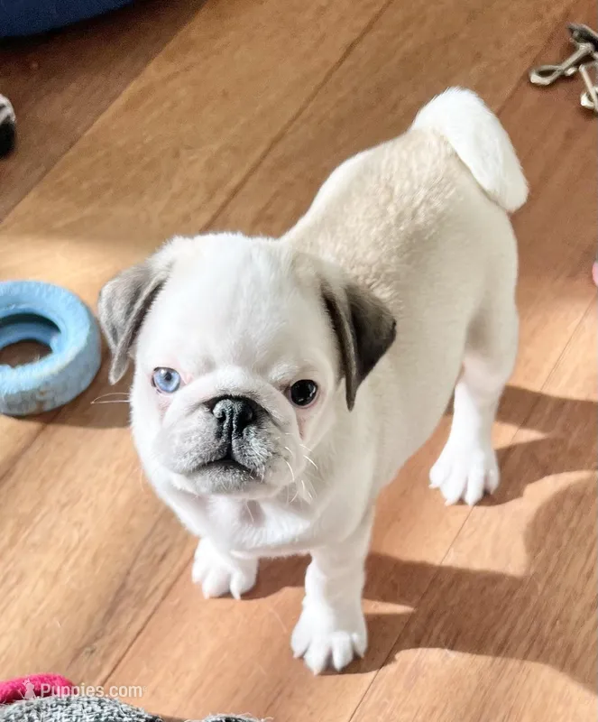Panda boy odd eyed – Pug puppy for sale in Sacramento, CA