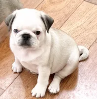 Panda boy odd eyed, a male Pug for sale in Sacramento, CA – Photo 5 of 9