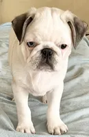 Panda boy odd eyed, a male Pug for sale in Sacramento, CA – Photo 3 of 9