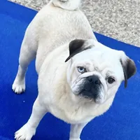 Panda boy odd eyed, a male Pug for sale in Sacramento, CA – Photo 9 of 9