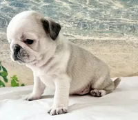 Panda boy odd eyed, a male Pug for sale in Sacramento, CA – Photo 7 of 10