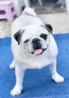 Panda boy odd eyed, a male Pug for sale in Sacramento, CA – Photo 9 of 10