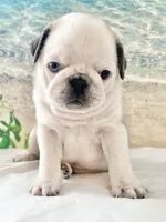 Panda boy odd eyed, a male Pug for sale in Sacramento, CA – Photo 5 of 10