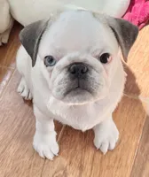 Panda boy odd eyed, a male Pug for sale in Sacramento, CA – Photo 4 of 9