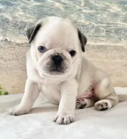 Panda boy odd eyed, a male Pug for sale in Sacramento, CA – Photo 4 of 10