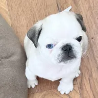 Panda boy odd eyed, a male Pug for sale in Sacramento, CA – Photo 7 of 9