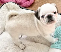 Panda boy odd eyed, a male Pug for sale in Sacramento, CA – Photo 6 of 9