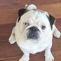 Panda boy odd eyed, a male Pug for sale in Sacramento, CA – Photo 8 of 9