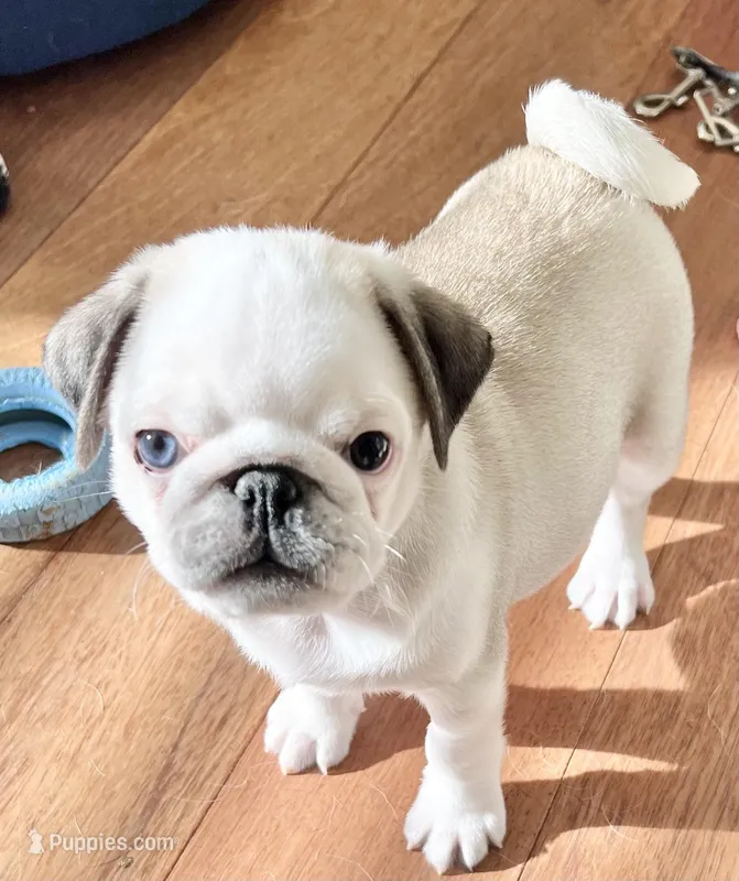 Panda boy odd eyed – Pug puppy for sale in Sacramento, CA