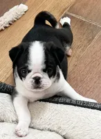 Black and white panda girl, a female Pug for sale in Sacramento, CA – 2 of 5