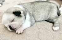 Odd eyed Panda fawn/white male , a male Pug for sale in Sacramento, CA – 3 of 7