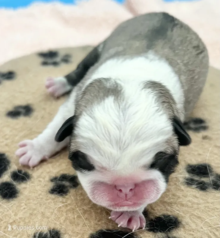 Panda fawn/white male 1 – Pug puppy for sale in Sacramento, CA