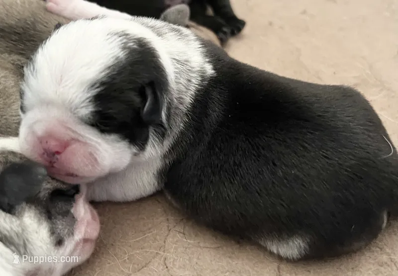 Black and white panda girl – Pug puppy for sale in Sacramento, CA
