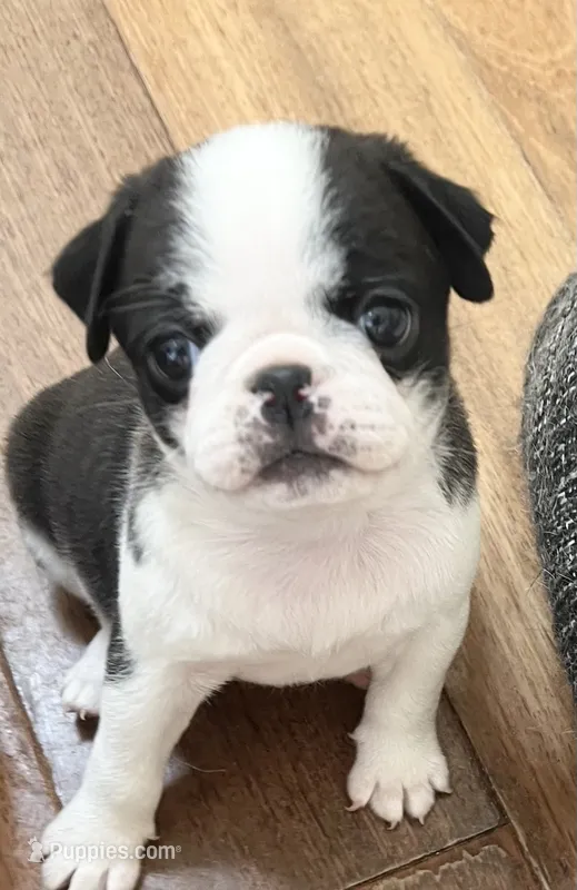 Black and white panda girl – Pug puppy for sale in Sacramento, CA