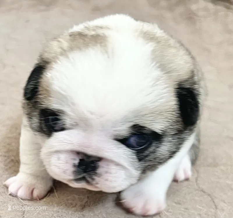 Panda fawn/white male 1 – Pug puppy for sale in Sacramento, CA