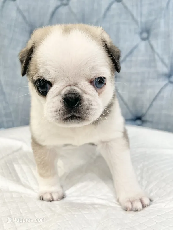 Odd eyed Panda fawn/white male  – Pug puppy for sale in Sacramento, CA