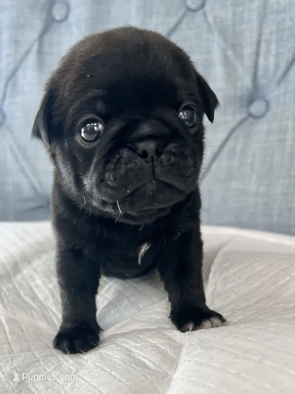 Black male – Pug puppy for sale in Sacramento, CA