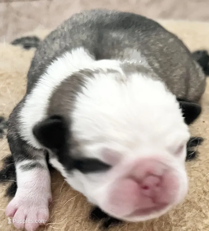 Panda fawn/white male 2  – Pug puppy for sale in Sacramento, CA