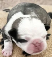 Panda fawn/white male 2 , a male Pug for sale in Sacramento, CA – 3 of 5