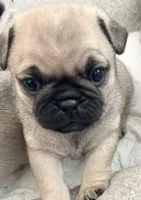 Fawn girl 3, a female Pug for sale in Sacramento, CA – Photo 4 of 4