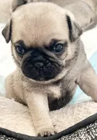 Fawn girl 3, a female Pug for sale in Sacramento, CA – Photo 1 of 4