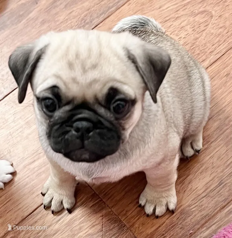 Fawn girl  – Pug puppy for sale in Sacramento, CA