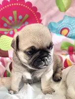 Fawn girl 3, a female Pug for sale in Sacramento, CA – Photo 3 of 4