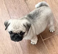 Fawn girl , a female Pug for sale in Sacramento, CA – Photo 3 of 4