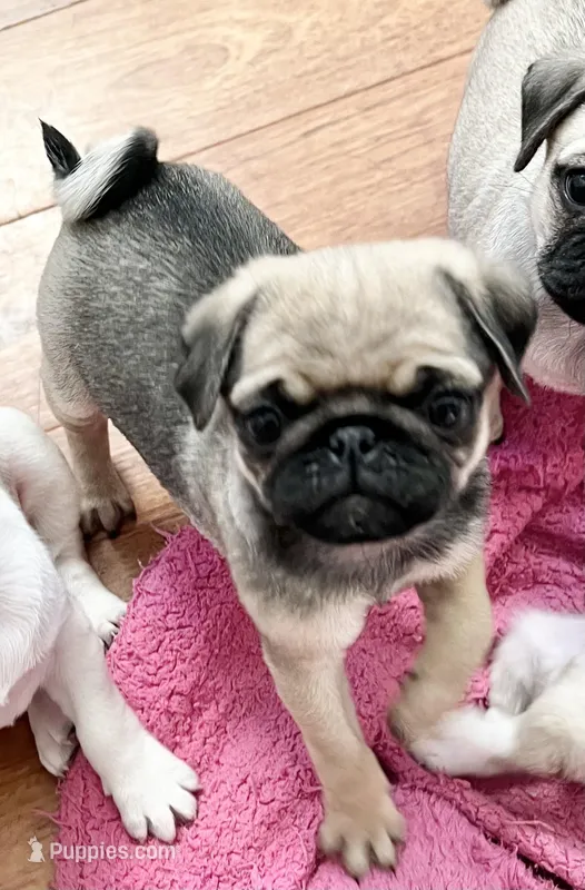 Fawn sable girl – Pug puppy for sale in Sacramento, CA