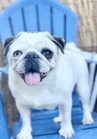Coming soon!, a  Pug for sale in Sacramento, CA – 4 of 6
