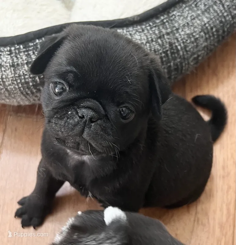 Black male – Pug puppy for sale in Sacramento, CA