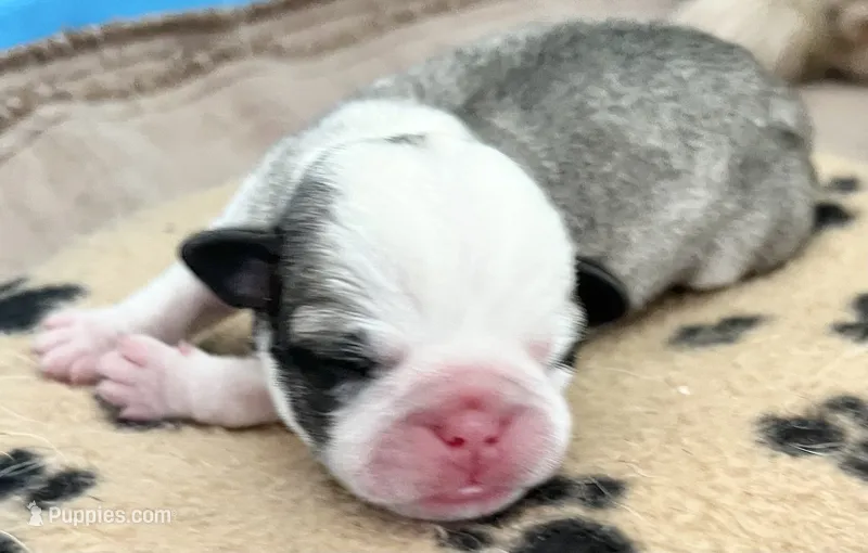 Panda fawn and white girl  – Pug puppy for sale in Sacramento, CA
