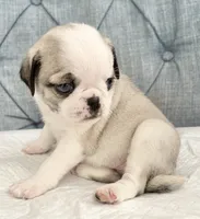 Panda blue eyed girl fawn/white, a female Pug for sale in Sacramento, CA – 3 of 5
