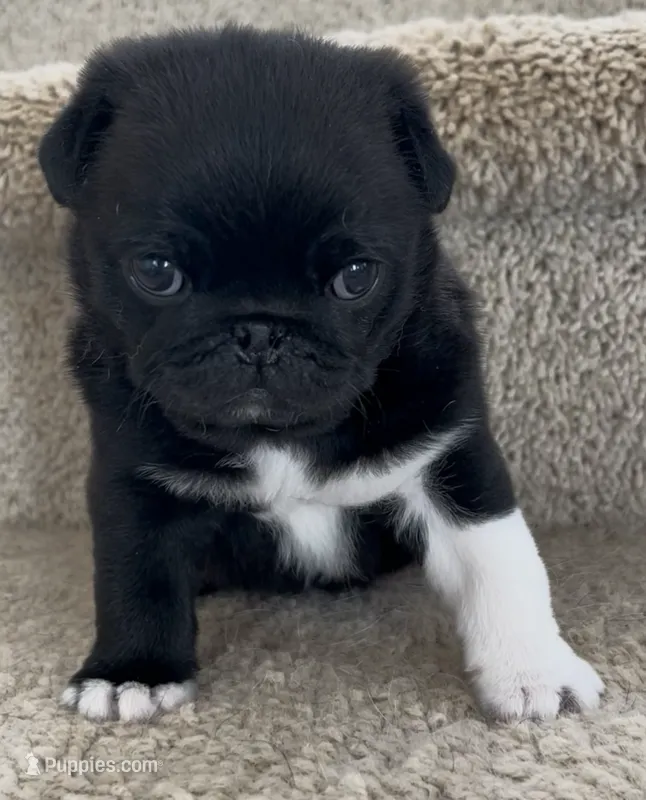 Beautiful black with white boy – Pug puppy for sale in Sacramento, CA