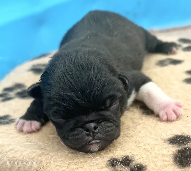 Beautiful black and white boy – Pug puppy for sale in Sacramento, CA