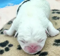 Koi panda girl, a female Pug for sale in Sacramento, CA – 3 of 3