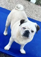 Odd eyed Panda fawn/white male , a male Pug for sale in Sacramento, CA – 7 of 7