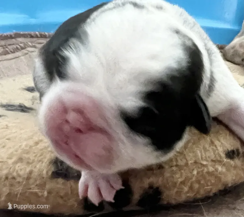 Black and white panda girl – Pug puppy for sale in Sacramento, CA