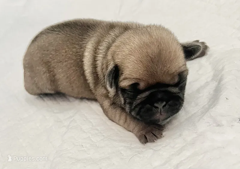 Fawn male 2 – Pug puppy for sale in Sacramento, CA