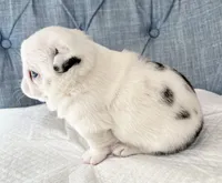 Koi panda girl blue eyes, a female Pug for sale in Sacramento, CA – 3 of 7