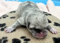 Fawn Merle girl, a female Pug for sale in Sacramento, CA – 2 of 9