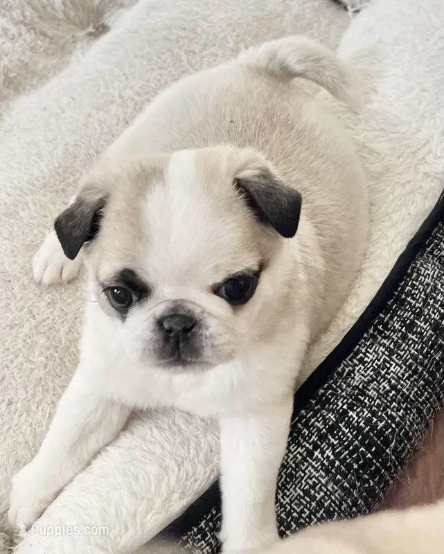 Panda boy 1 – Pug puppy for sale in Sacramento, CA