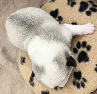 processed/c4813bdf-ef0f-4bf0-afca-4164916716a1/listing/bfa527fb-b939-4b8c-adb2-289576dc5d27/876b21c7-d091-4e1c-a5c5-a5b2734ddf6d