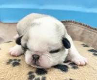 processed/c4813bdf-ef0f-4bf0-afca-4164916716a1/listing/bfa527fb-b939-4b8c-adb2-289576dc5d27/bab3bd8c-2470-4ab9-9a14-f8178b7e98e7